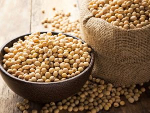 Soy Beans Royalty Free Image 514247479 1558547736